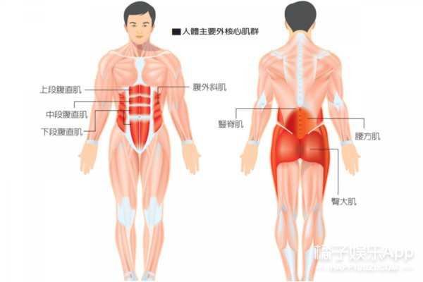 核心肌群是身体的中心部位,涉及到身体29块肌肉,简单来说就是你的腰臀