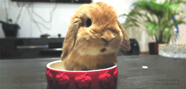 16,兔子这表情吃的很开心啊