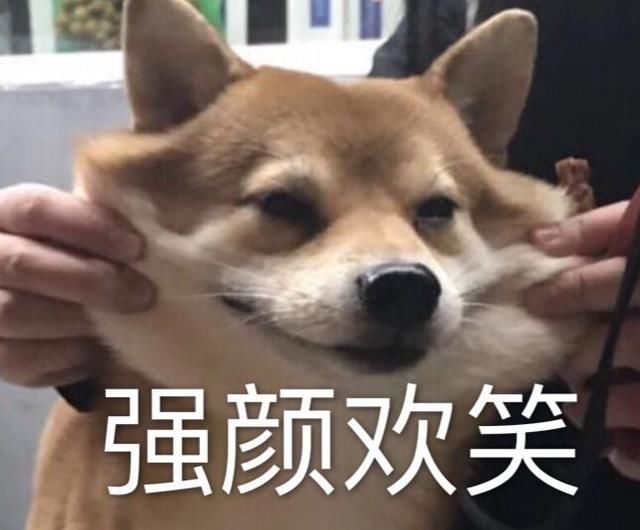 女生给狗狗庆祝周岁生日,柴犬只能强颜欢笑:你开心就好!