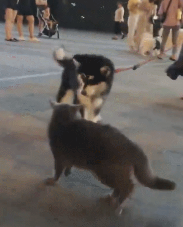 遛猫偶遇狗狗大军,蓝猫:先给个下马威!阿拉:小辣椒,我