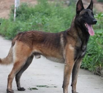 老爸是昆明犬,老妈是马犬,儿子昆马犬是中国最好的警犬!