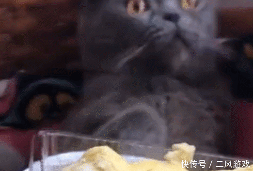 猫咪闻到榴莲味道后,直接倒场晕倒,这味道太可怕了!