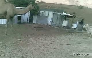 搞笑gif:牛逼我的哥,这创意真的不错