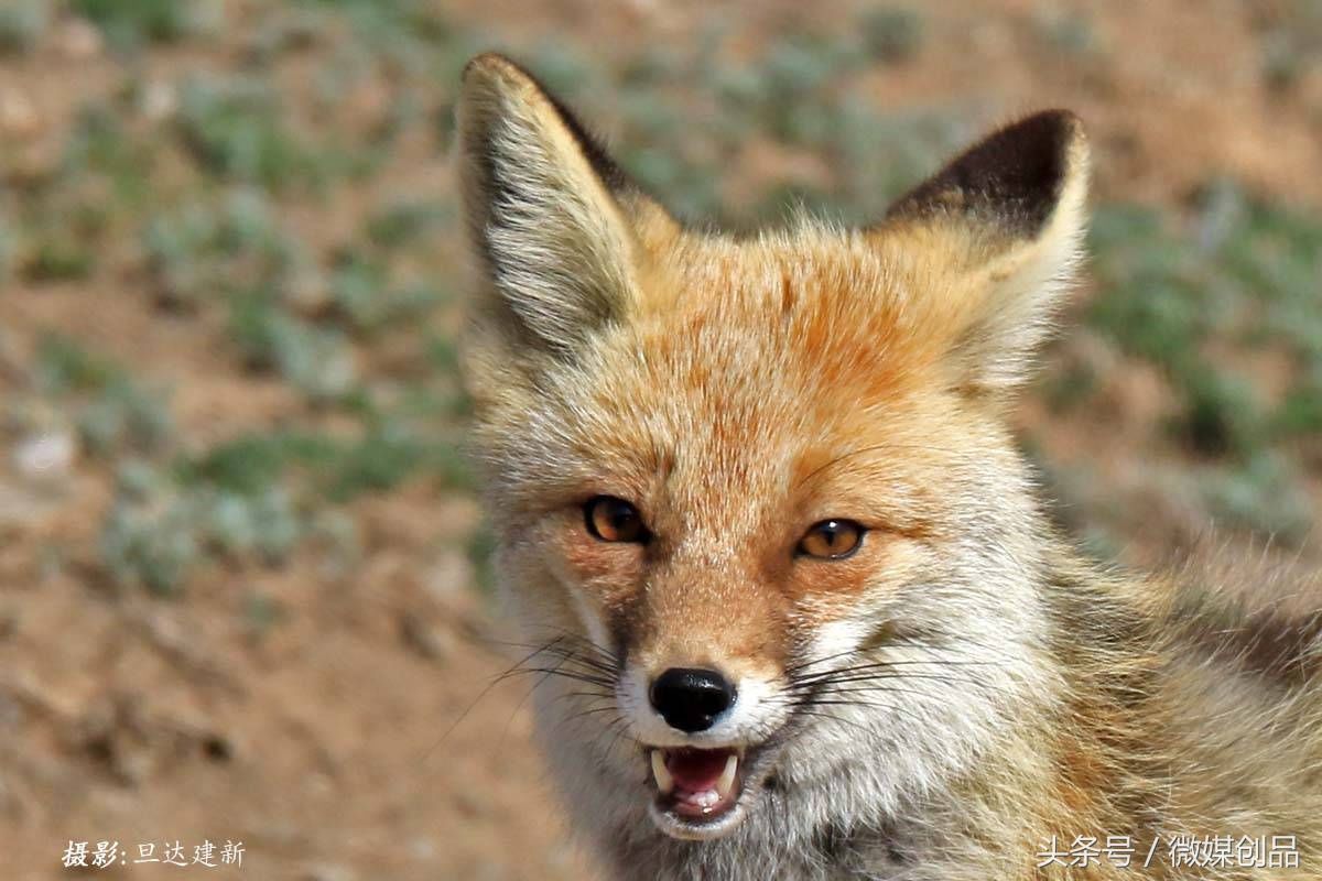 狐狸~青南藏区最狡猾的动物