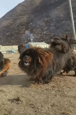 壁纸 动物 狗 狗狗 265_403 竖版 竖屏 手机 gif 动态图 动图