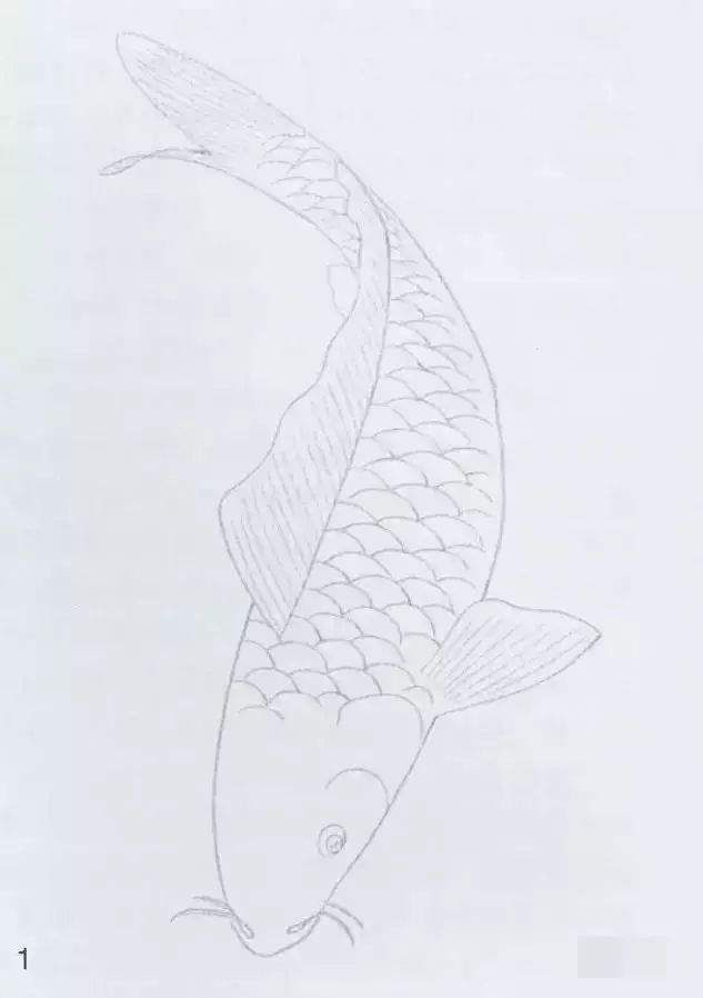 用铅笔或炭笔打好鲤鱼的动态造型稿,然后先拷贝到宣纸上,用淡墨勾线