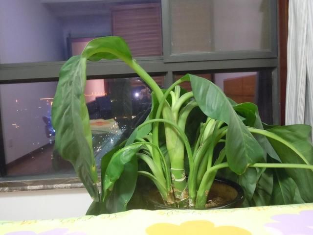 植物严重缺水难以补救?浸盆浇水可以焕活生机!