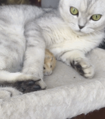 猫咪一直在舔啊舔,主人好奇走近一看,瞬间笑坏了