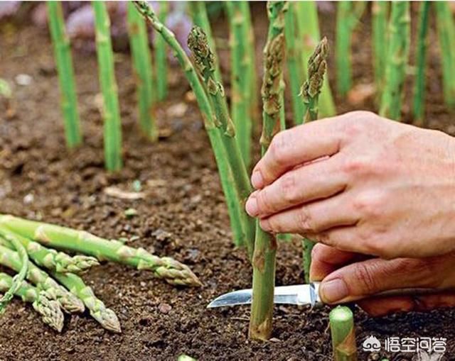 芦笋种植前景如何?