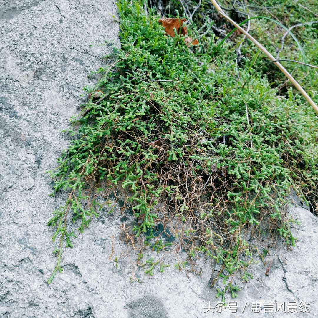 农村田野旁常见的野草竟是一种神仙草,遇水就活,又叫九死还魂草