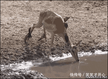 搞笑gif: 堪称世上最强背影杀手? 哥们你是来搞笑的吧