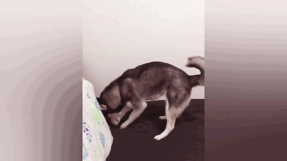 二哈停顿了一下,似乎在说: