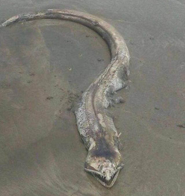 有网友认为这个海怪可能是鳗鱼或海蛇,但也有人说是外星生物