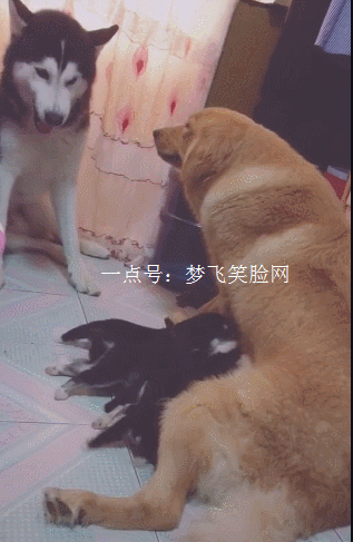 爆笑gif:就你皮的很,没事去舔蜜蜂