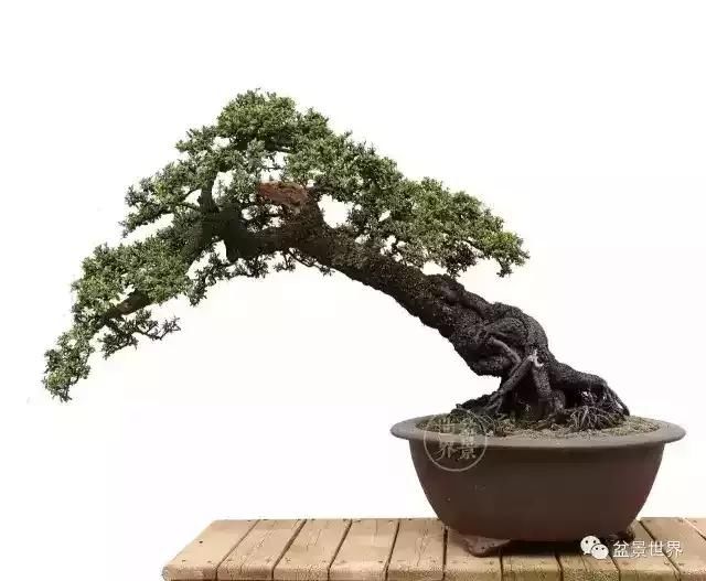 一组铁马鞭盆景作品欣赏 千里成寸 盆中看景