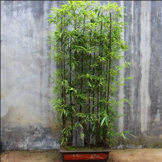 紫竹盆景怎么来的,有什么作用?