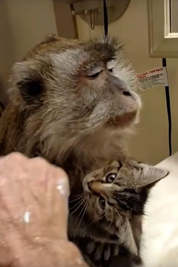 为了一起享受马杀鸡,猴子和猫咪紧紧抱团,真会享受
