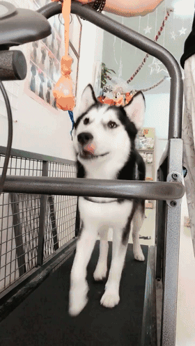 为鼓励二哈减肥,主人在跑步机上挂了一只鸡腿,二哈的噩梦开始了