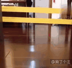 汪星人gif图 : 有位网友给她家的狗子买了一个口罩,哈哈哈笑死了