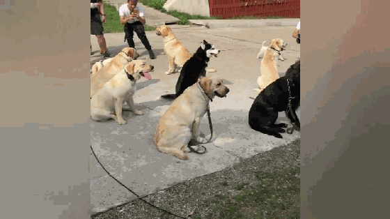 哈士奇犯二惹人嫌,八条拉布拉多围着二哈摆出