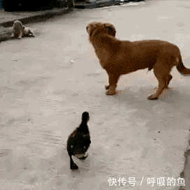 搞笑gif:多少人就这么散了后,就再也没有聚齐过