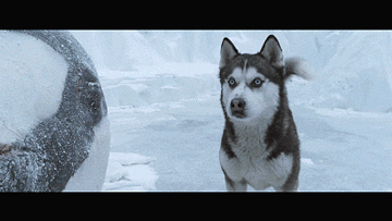 搞笑gif:哥们这是第一次结婚,有点激动哦