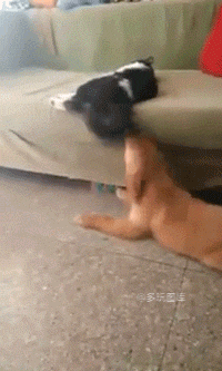 搞笑gif:今天大姨妈来了,男友莫名其妙说想吃冰糖葫芦