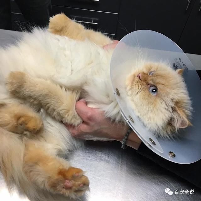 猫咪身上有很多寄生虫,医生给它用了驱虫药.