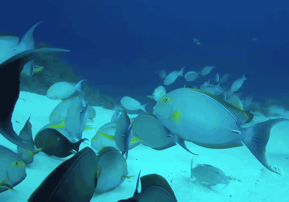 去西沙潜水,是一种怎样的体验?