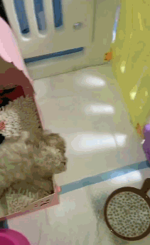 搞笑动图:设计师你别跑啊,我保证不打死你!