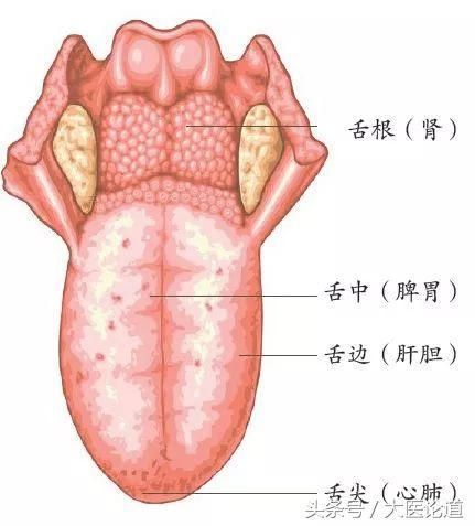 心火,肝火,肺火你全身的"火气"旺不旺,问问舌头就知道