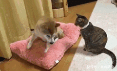 被猫咪压着胳膊的柴犬,表情亮了!