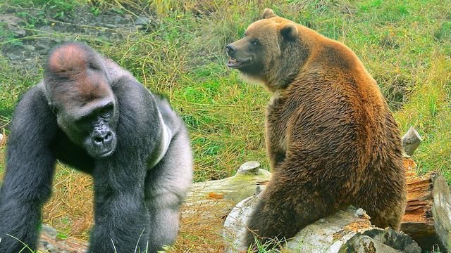 银背大猩猩能一拳锤翻老虎,如果对上棕熊又如何,有胜算吗?