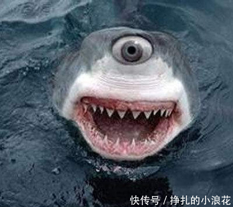 一只眼睛的鲨鱼,它还被评为2011年十大诡异动物之一