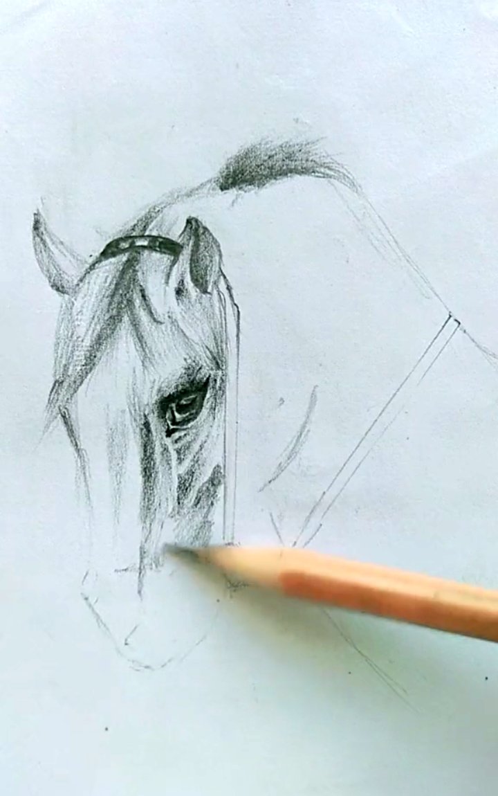 绘画教程:素描马的画法!