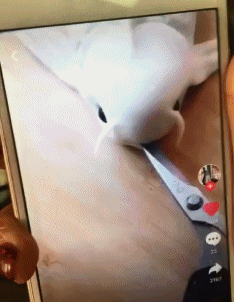 搞笑gif:大姐,你弯腰的瞬间,好像暴露了什么秘密