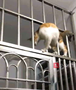 (8)都说猫是水做的,看到这个我真的信了