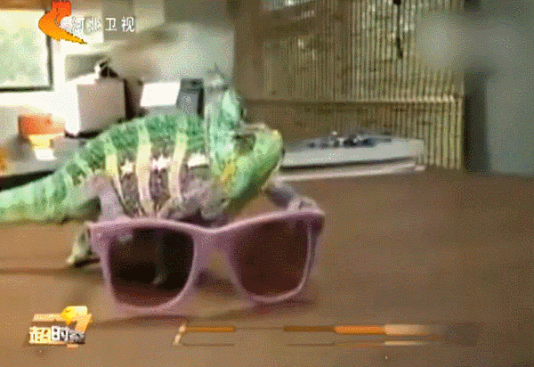 爆笑!遇到这样的主人 变色龙有苦难言