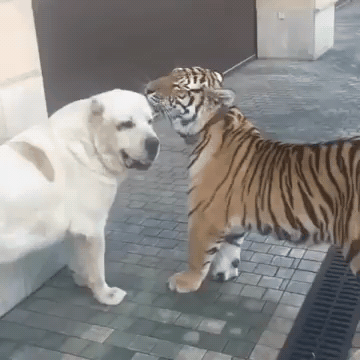 还记得这只老虎吗?现在它被两只狗欺负得没半点尊严了