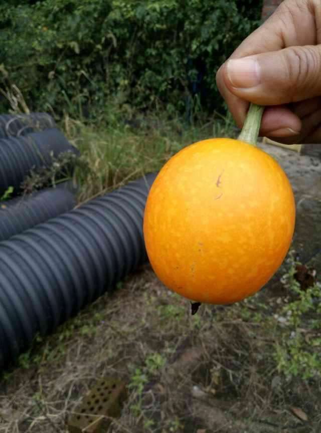农村小伙野外找到"野橙子" 打开一看惊呆了!