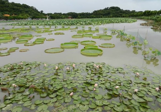 中山是黄油蟹的重要产区,而南朗镇崖口海鲜一条街的黄油蟹久负盛名.