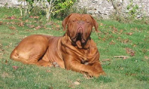 法国獒犬,法国最古老的犬种之一,是法国血统的唯一奠犬,寿命为5~8