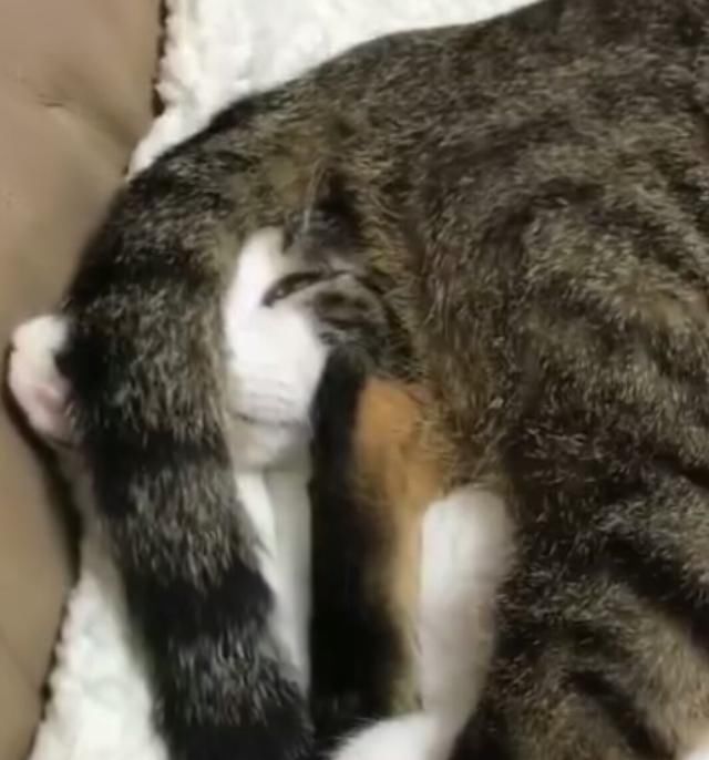 猫咪的头被用屁股压着,表情一脸生无可恋,臭死了!