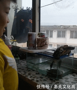 乌龟:卧槽你这个逗币吓死我了,好不容易要越yu了!爬了一年啊!