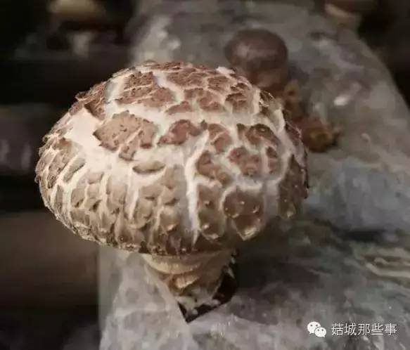 什么样的香菇才是质量好的香菇?