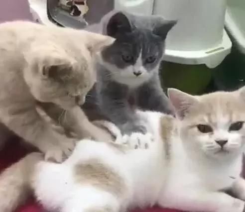 网友捡回一只流浪猫,还降服了家里的两只猫皇,看到这个后笑晕了