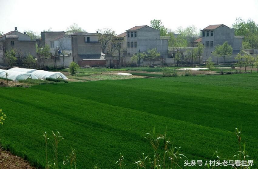 实拍河南农村田野,原汁原味的中原农村风光