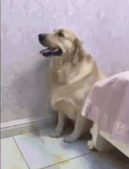 这不一宠主下班回家后发现自家又被金毛造的面目全非了,忍无可忍的宠