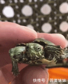 搞笑gif:大自然真的很奇妙哦