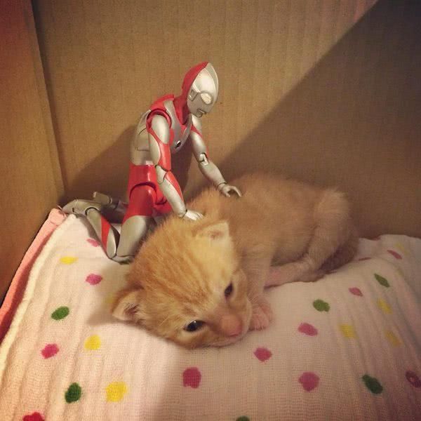 陪伴橘猫长大的奥特曼,在橘猫长大后被护在怀中